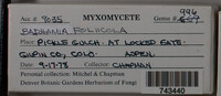 Badhamia foliicola image